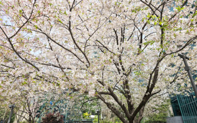 丹田で支える本来の安定感　-身体を拮抗して使おう-